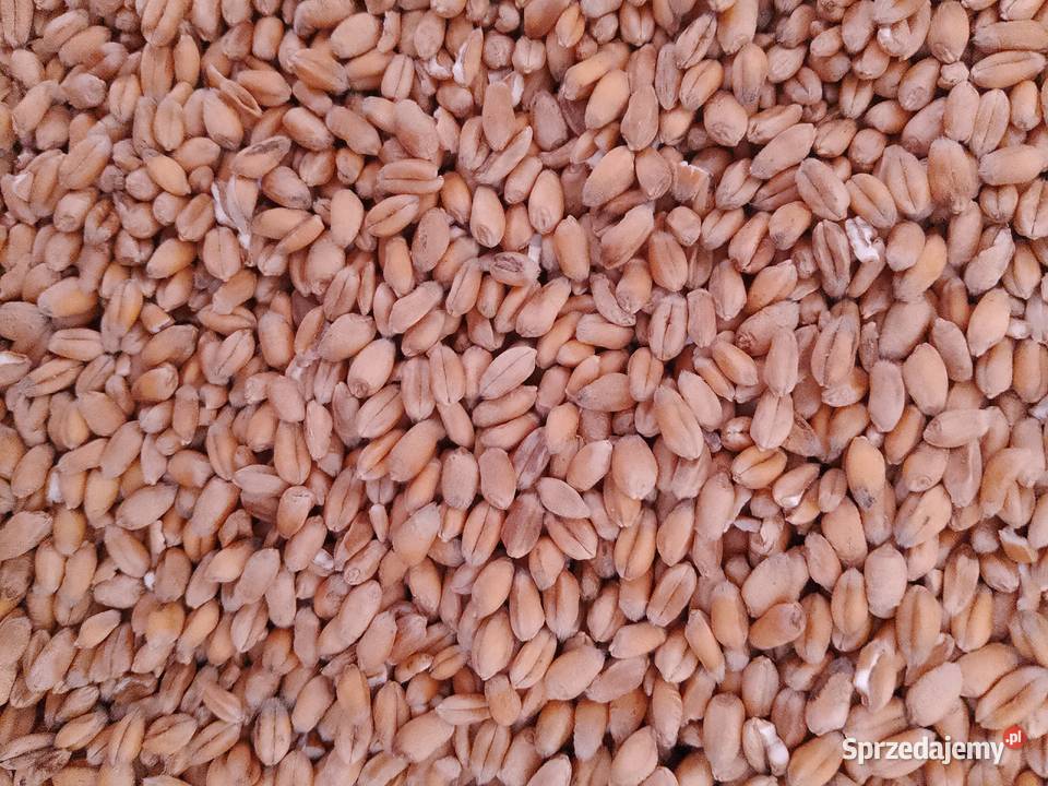 Eko pszenica kur pszenżyto jęczmień Dębnica