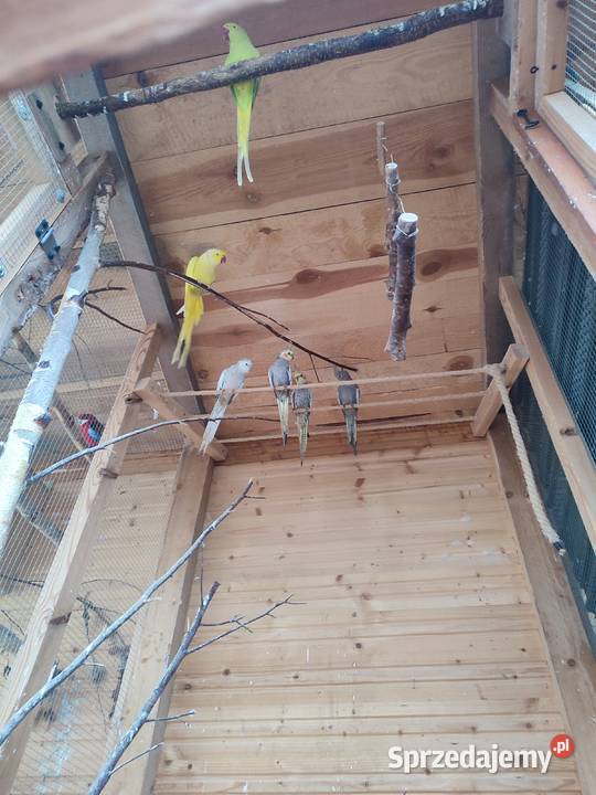 Papugi likwidacja hodowli papug Darzlubie