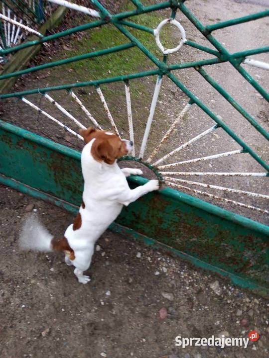 Jack Russell Terrier Grabów sprzedam