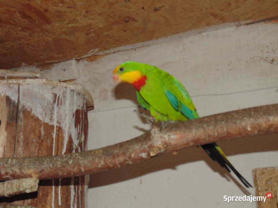 barabanda 10 Racibórz