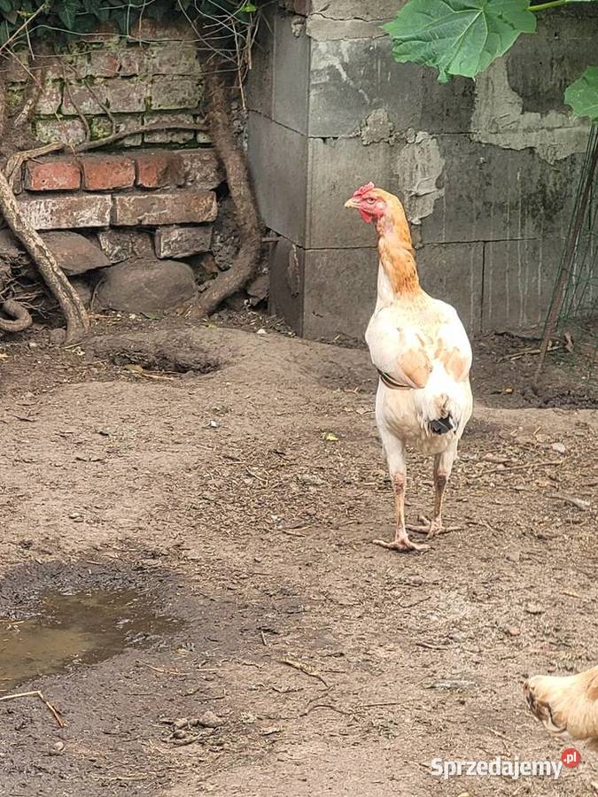 Bojowiec malajski kury lubuskie Zielona Góra