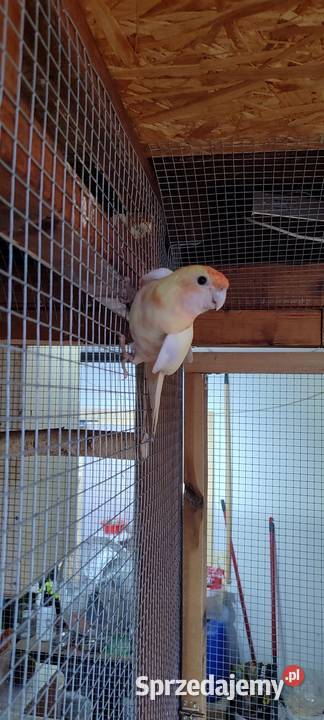 Sprzedam samca Rozelli Królewskiej Środa Wielkopolska