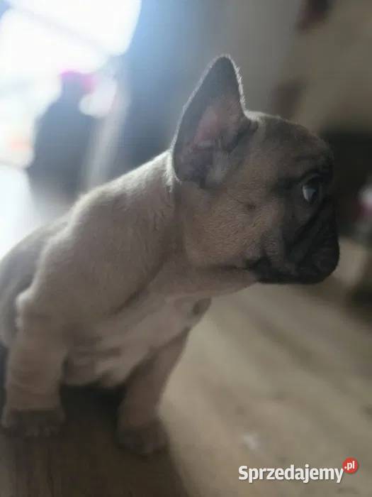 Buldog Francuski Suczka Spokojny Charakter łódzkie Łódź