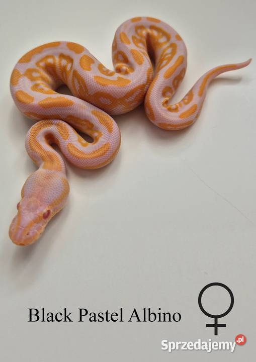 Pyton królewski Black Pastel Albino samica