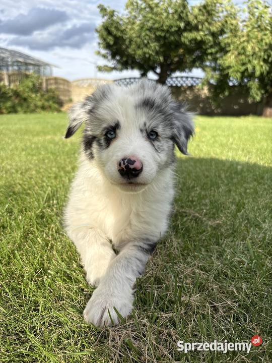 SZCZENIAK BORDER COLLIE
