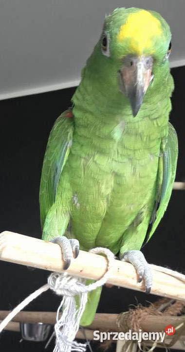 Sprzedam Amazonke Goszczyno