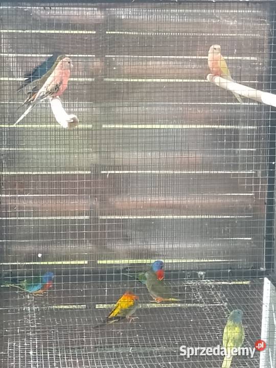 Lilianka rubino Bochnia