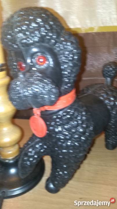 Pies pudel PRL miś Haribo lubelskie Biłgoraj