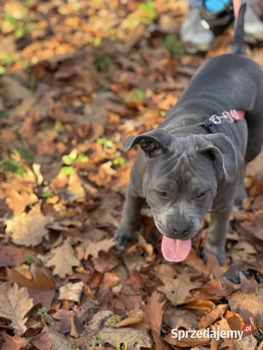 American bully urocza suczka Zwierzęta Kraków