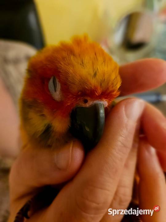 Papuga konura słoneczna ręcznie karmiona Miastko