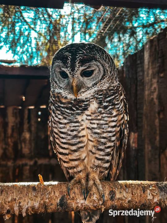 Sowa Puszczyk Jarzębaty Strix Chacoensis 25 Marklowice Górne