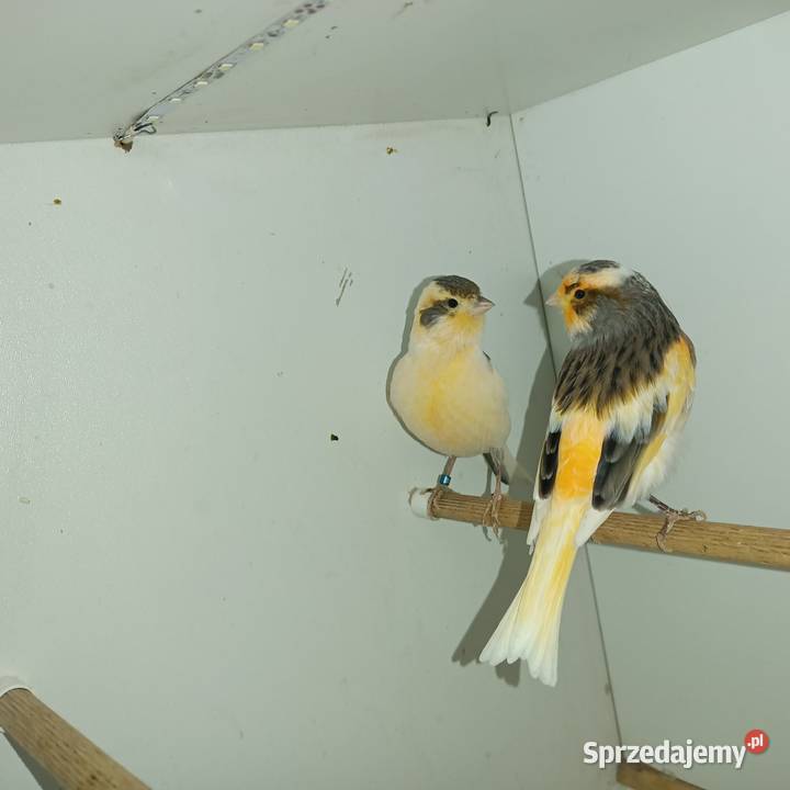 Sprzedam parę kanarków Pleszew sprzedam