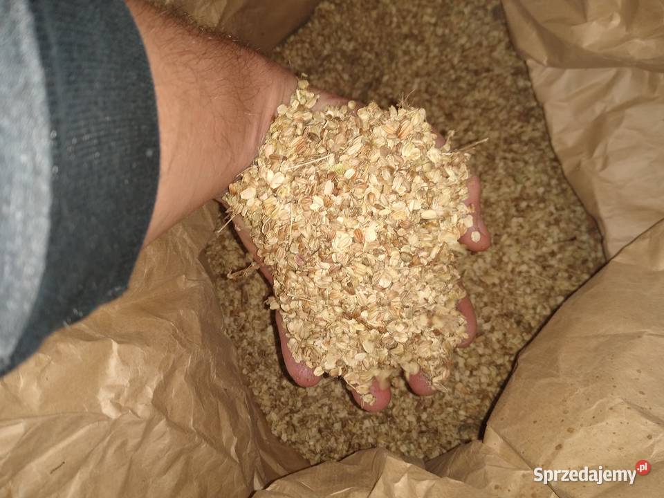 Arcydzięgiel nasiona Żarnów