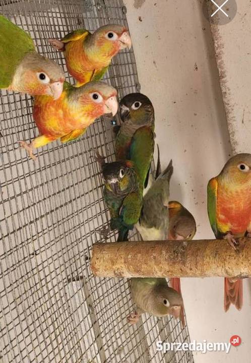 Papugi sprzedam