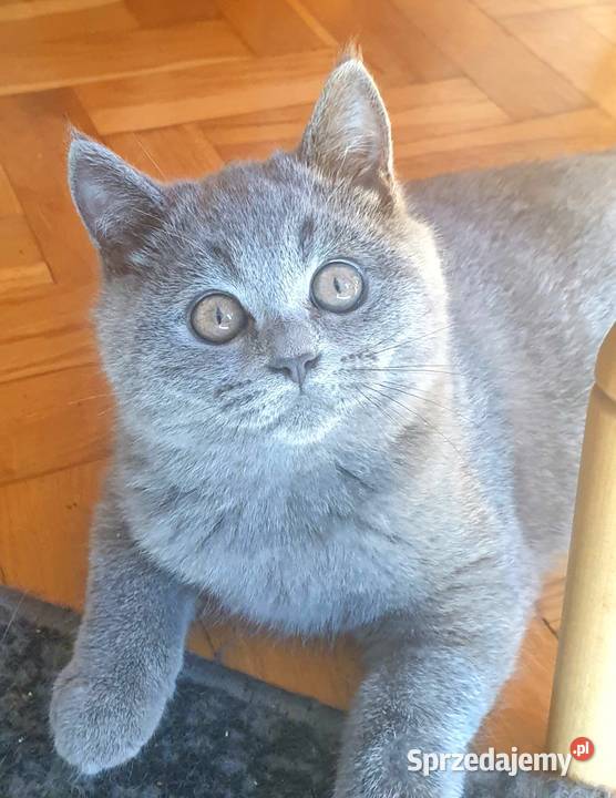 Piękny niebieski kocurek brytyjski z rodowodem sprzedam