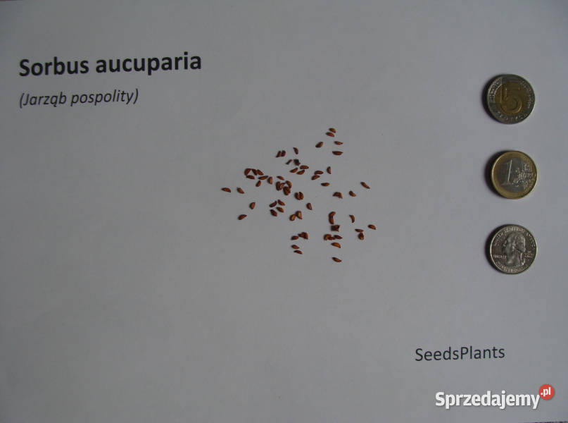 JARZĄB POSPOLITY Sorbus aucuparia NASIONA 500 Nasiona Lubanie