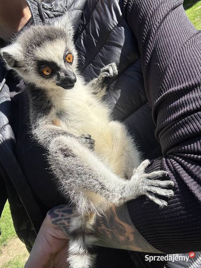 Na sprzedaż młody samiec lemur katta Kraków sprzedam