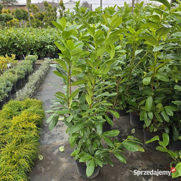 Laurowiśnia 100120 rozkrzewiona łódzkie Rydzyny