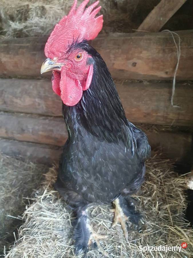 Koguty sprzedaż zamiana Rolnictwo małopolskie