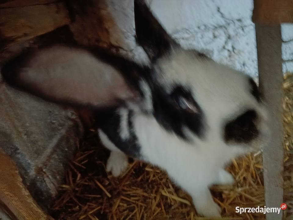 Króliki małopolskie