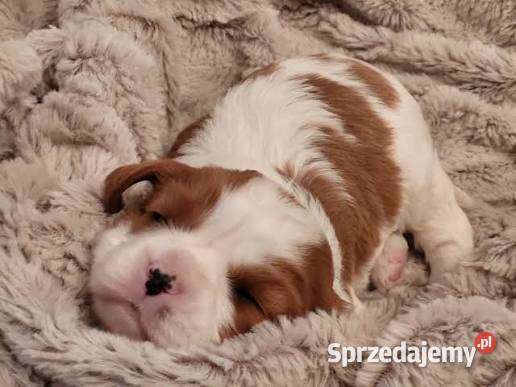 Cavalier King charles spaniel suczka Bielsko-Biała