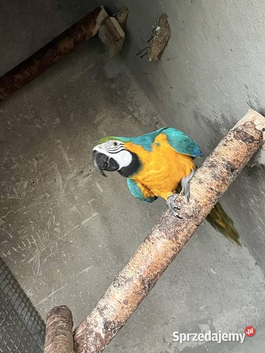 Sprzedam parę Ary ararauny wielkopolskie Poznań