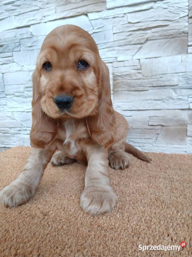 Śliczny piesek Cocker Spaniel Angielski Psy