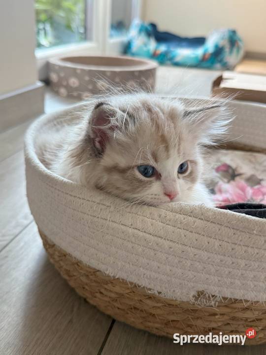 Ragdoll Elrond Hodowla Lazurowe Łapki Lubliniec