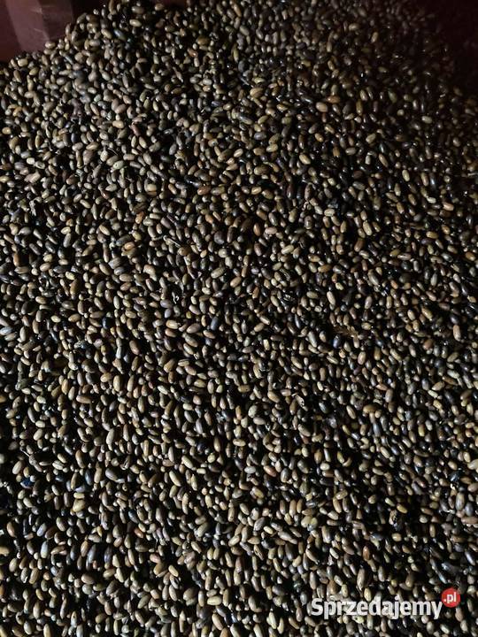 Sprzedam bukiew i żołędzie nasiona buku i dębu Leśnictwo podkarpackie sprzedam