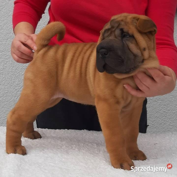 Shar Pei z Rodowodem ZKwP FCI Polska Nowa Wieś