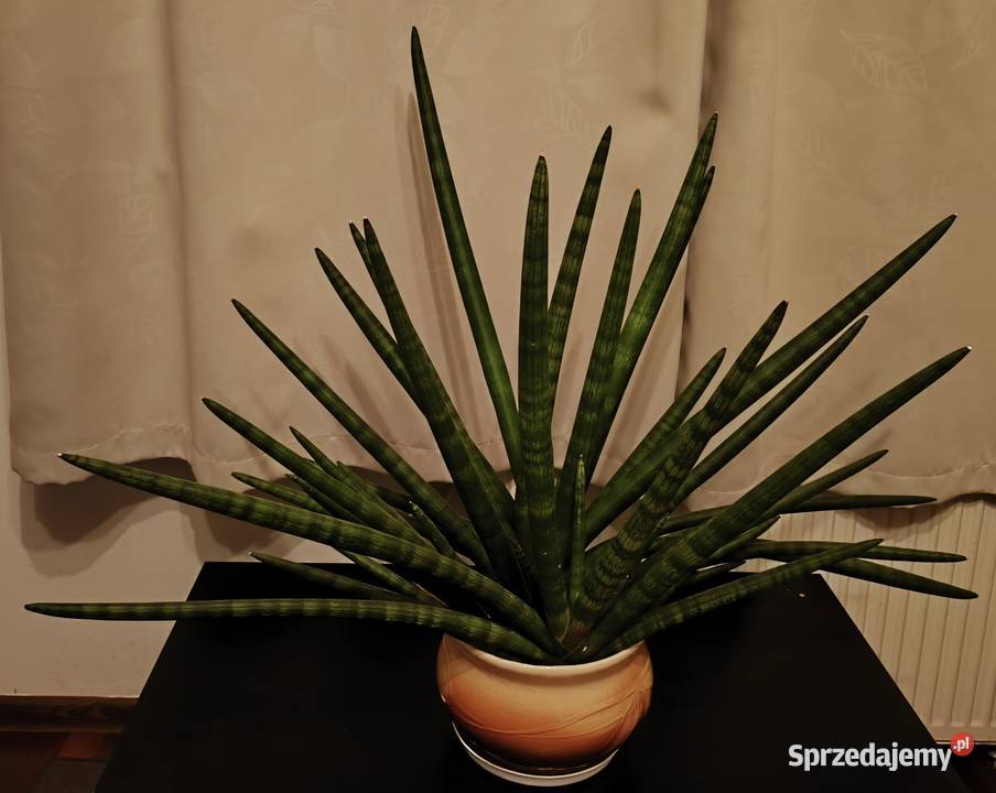 Sansevieria z donicą duża Warszawa