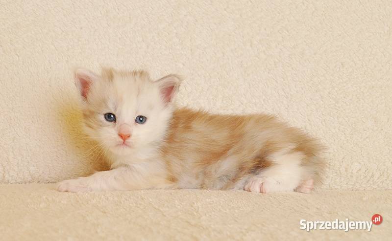 Śliczna koteczka Maine Coon LEGALNA HODOWLA Białystok sprzedam
