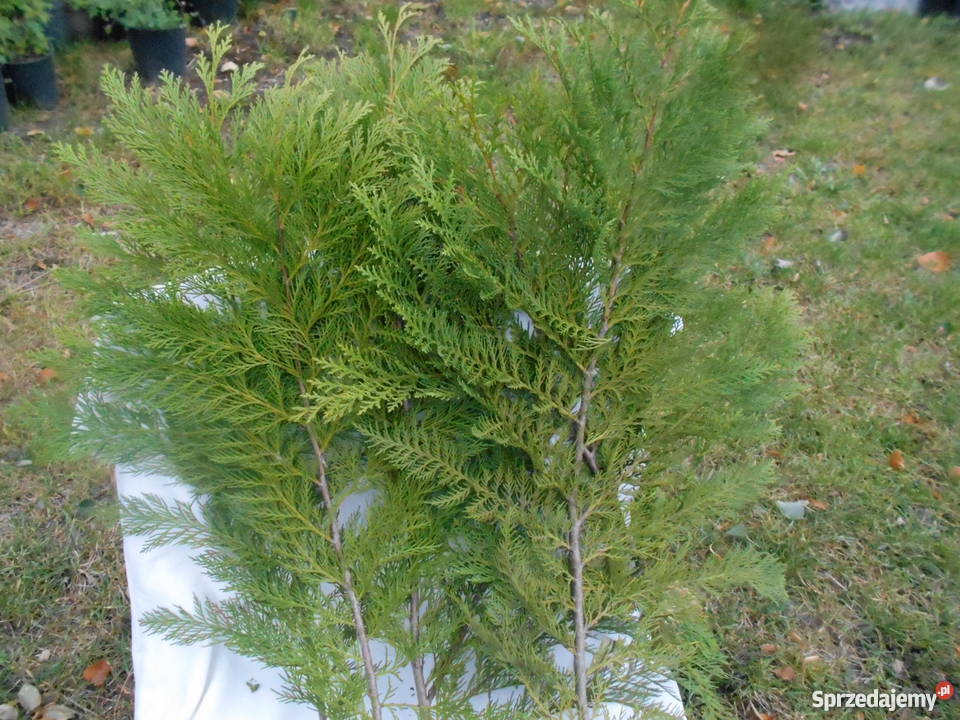 Gałęzie iglaków na świąteczne dekoracje sprzedam