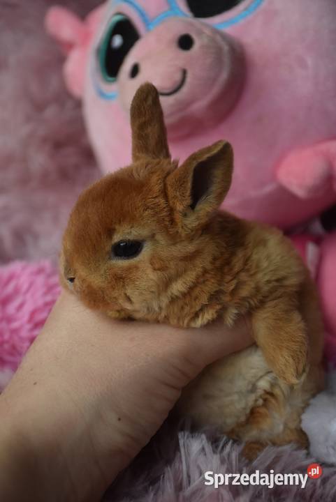 Karzełek rex króliki karzełki Mini kujawsko-pomorskie Włocławek sprzedam