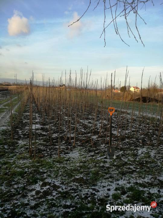 katalpa podkładka do szczepień catalpa surmia lubelskie sprzedam