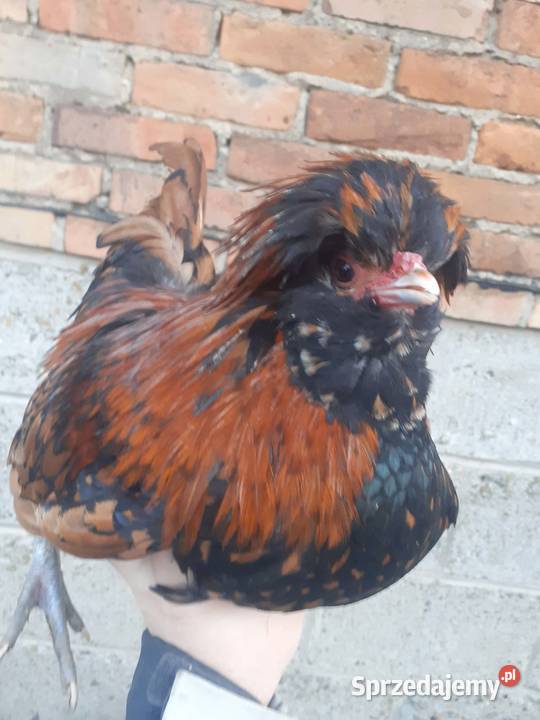 Para czubatek polskich Frysztak