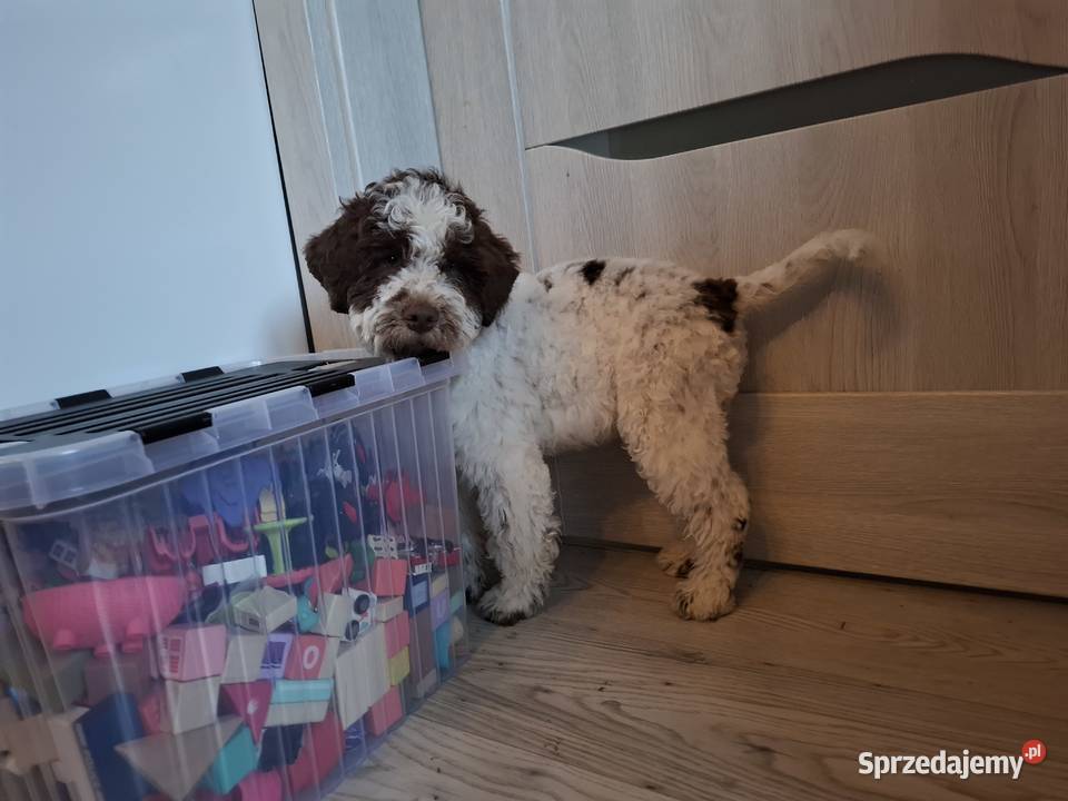 Szczenięta rasy lagotto romagnolo pieski zkwp Makówiec