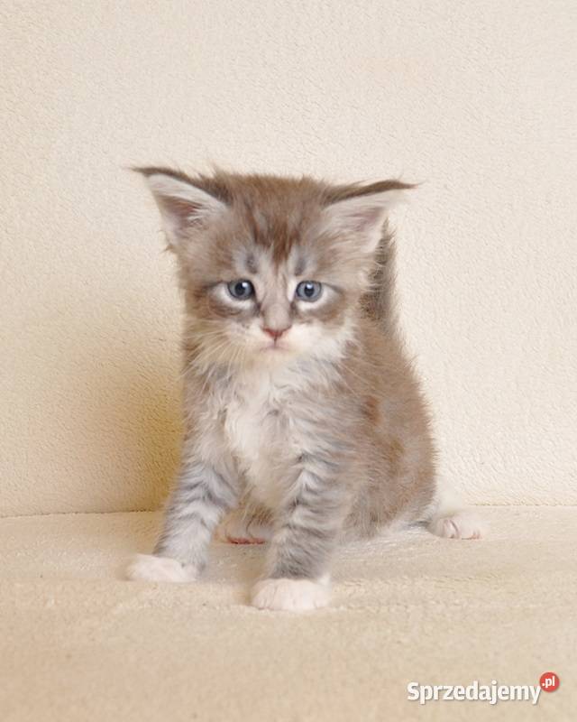 Przepiękny kocurek Maine Coon z Rodowodem PZFWCF podlaskie Białystok