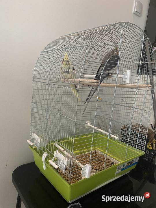 2 Nimfy z klatką Rzeszów