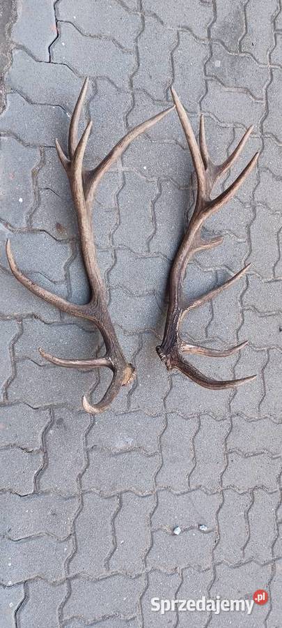poroże jelenia Ogrodzenia i pastuchy kujawsko-pomorskie