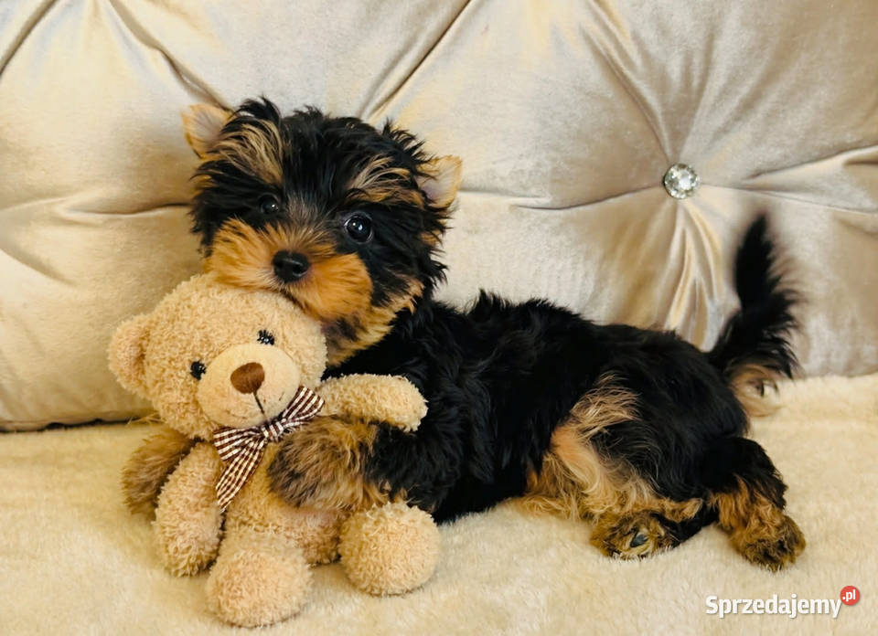 York Cleo z Bajki wesoła dziewczynka opolskie Namysłów