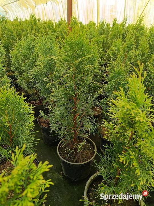 Tuja szmaradg Święcice sprzedam
