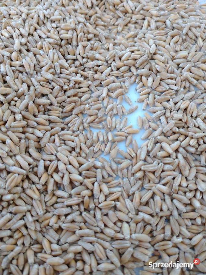 Pszenżyto AVOKADO prosto centrali nasiennej Radzyń Podlaski