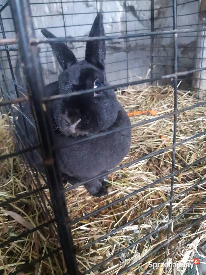 Królik miniaturka Rex samica łódzkie sprzedam