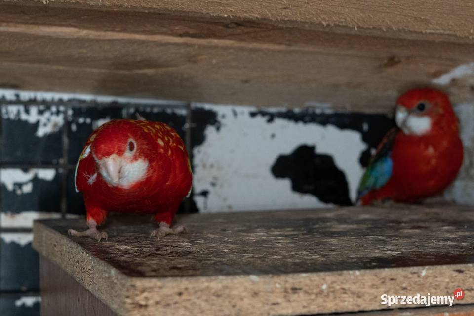 Sprzedam Rozelle Białolica para Chmielnik