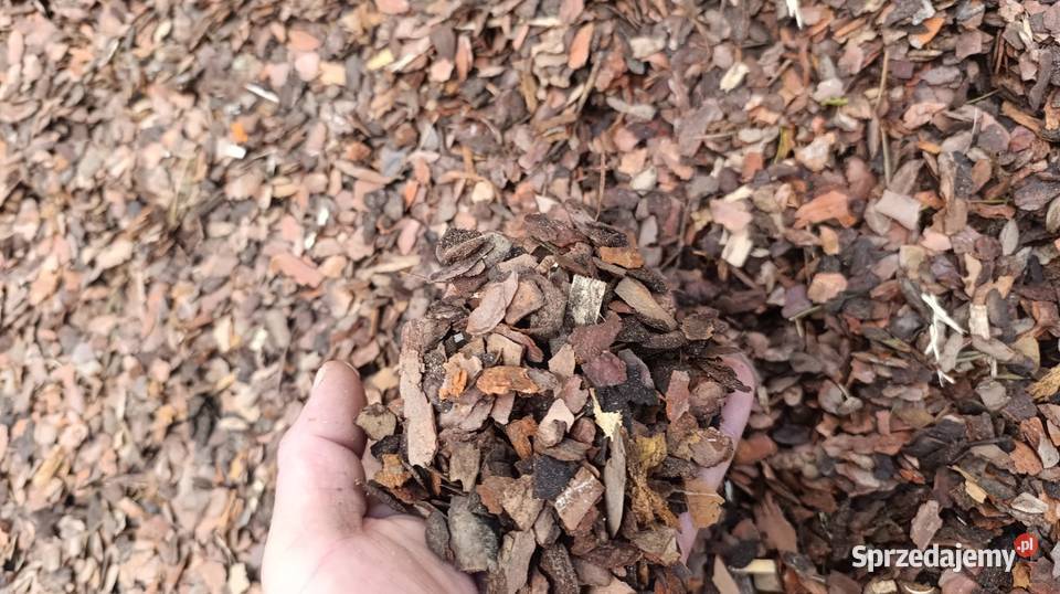 Kora sosnowa drobna podkarpackie Sieniawa