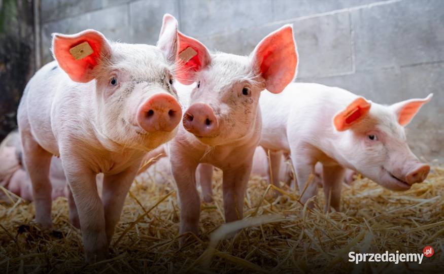 SKUP BYDŁA I TRZODY CHLEWNEJ GOTÓWKA łódzkie Zgierz