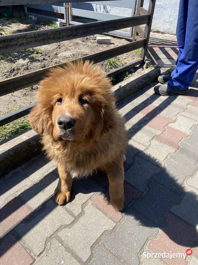 Mastif Tybetański szczeniaki aktualizacja Łowicz