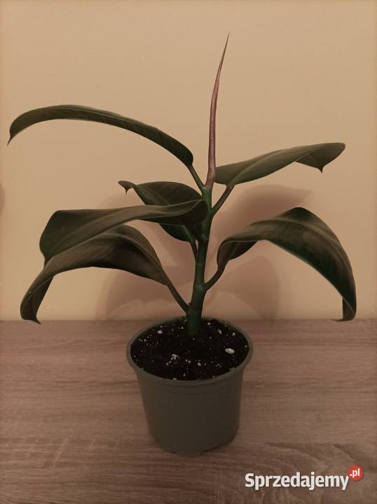 Figowiec sprężysty Ficus elastica mazowieckie Długosiodło