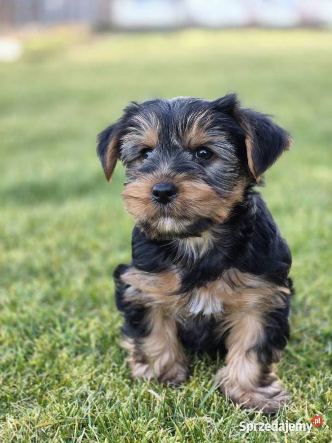 York Pies szczeniak Klecie